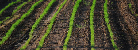 Green lines in a field