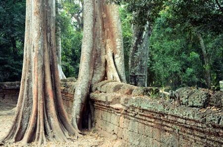  Ta Prom Temple at Angkor cambodiaの写真素材