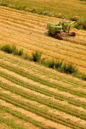 Harvesting combine cropping cereal field lit by aoutumn sunの写真素材