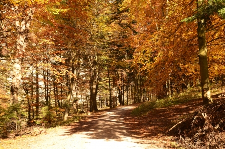 Autumn forest on top of the mountainの写真素材