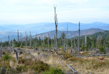 Trunks of trees burned in a forest fire