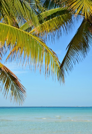 View true leaves from a tropical beachの写真素材