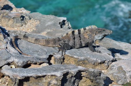 iguana on isla mujeres の写真素材