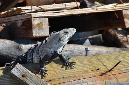 iguana on isla mujeres の写真素材