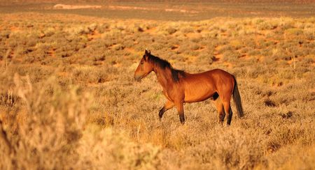  Free Navajo Horseの写真素材
