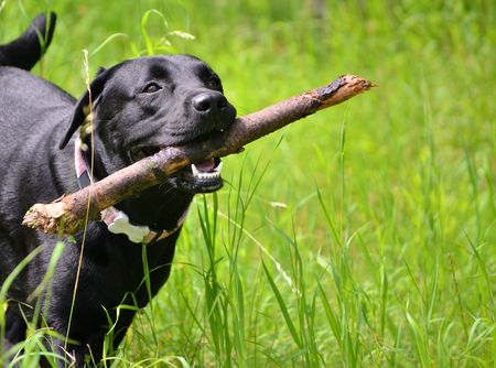 black funny labradorの写真素材