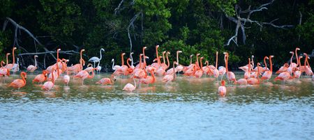 view of pink flamingos  in Celestun Mexicoの写真素材