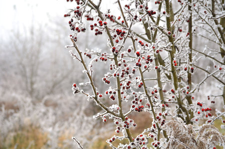 frozen berry on tree in winter