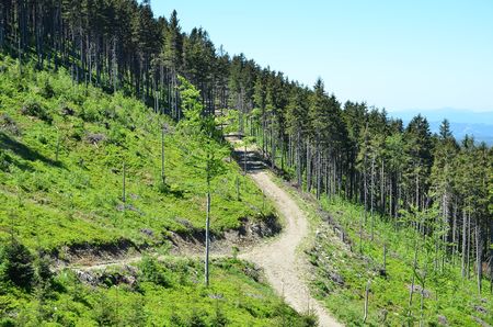 path on skrzyczne mountain in polandの写真素材