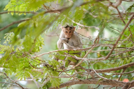 Eating monkey sits on the treeの写真素材