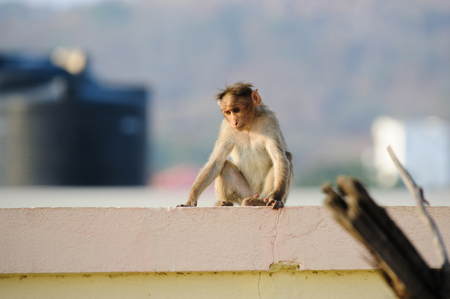 sad mokey sits on the city building roofの写真素材