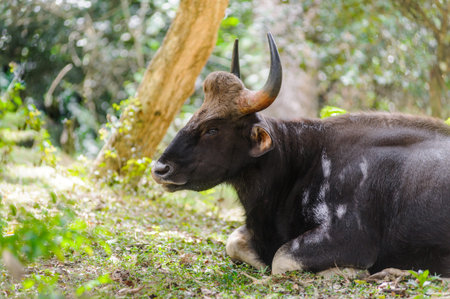 wild Gaur bull sits in the jungle