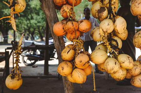 bunch of yellow saling coconutsの写真素材