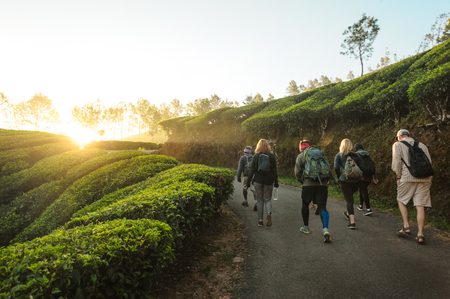 Group of International travelers with backpacks going by the road through tea plantations landscape at sunriseの写真素材