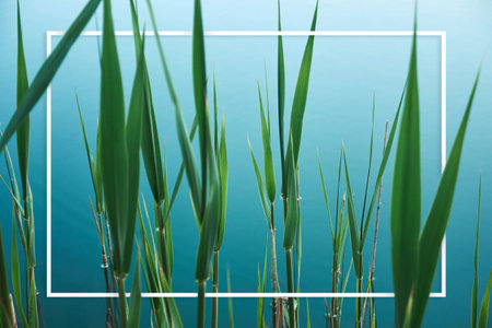 tropical organic background with green leaves of bulrush on blue water lake. White border for text...