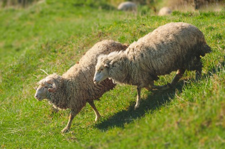 two running adult sheeps in a green hill meadowの写真素材