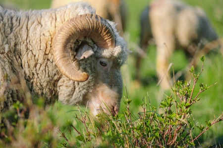 horned adult sheep eats grass. closeup portrait viewの写真素材