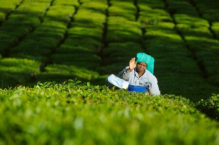 tea picker woman collect leaves at plantation amond the green bushes. 20 february 2018 Munnar, Indiaのeditorial素材