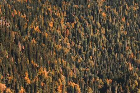 autumn mood forest texture filled orange and green trees and pines
