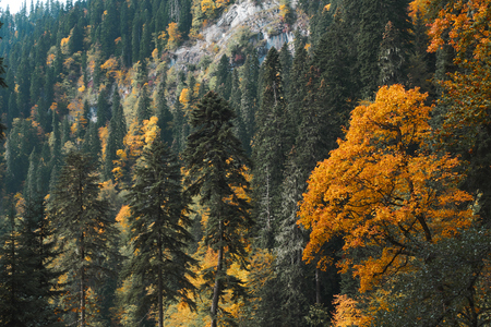 Autumn forest landscape with orange, yellow and green foliage trees and pines. Fall season backgroundの写真素材