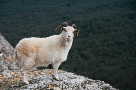 white mountain wild goat stands at rock at forest background. femaleの写真素材