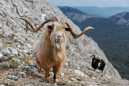 wild mountain brown goat with big horns stands at rock and looks in camera. male pride leaderの写真素材