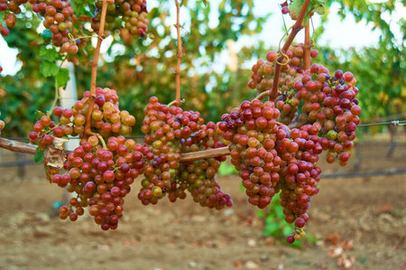 bunch of ripe red grape at vine. outdoor country scene. harvesting season concept. close up shot...