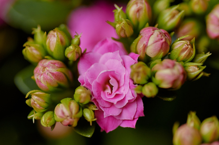 Pink Kalanchoe close up. Looks like dwarf rose flower. Beautiful macro background with copy space. Spring blossom conceptの写真素材
