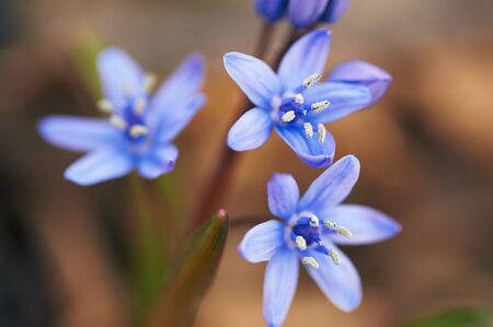 Crimean Scilla Bifolia flower. Purple bluebell flower in bloom.の写真素材