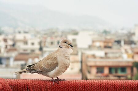 Barbary Dove or Eurasian-collared Dove sits at indian ghetto backdrop. Jaipur, Indiaの写真素材