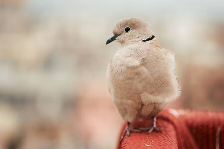 Barbary Dove or Eurasian-collared Dove sits at indian ghetto backdrop. Jaipur, Indiaの写真素材