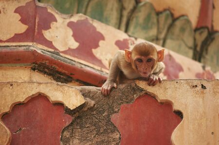 Curious monkey in Monkey Temple. Cute monkey looks in cameraの写真素材