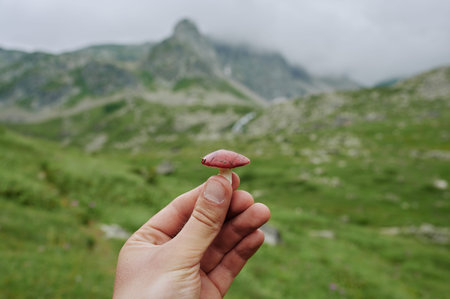 Little Russula mushroom with red hat in mans hand against a mountain landscape