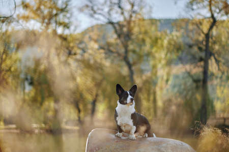 Cardigan welsh corgi is sitting on the boat by the lake at autumn nature view. Happy breed dog outdoors. Little black and white shepherd dog.の写真素材