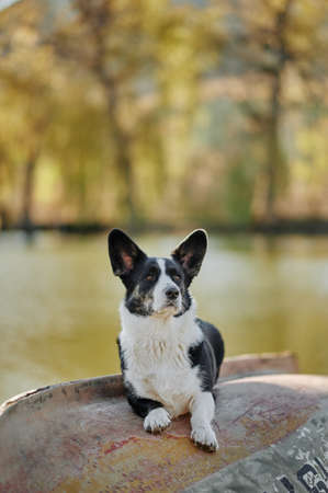 Cardigan welsh corgi is sitting on the boat by the lake at autumn nature view. Happy breed dog outdoors. Little black and white shepherd dog.の写真素材
