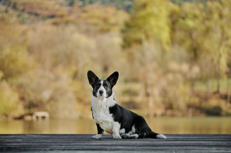 Cardigan welsh corgi is sitting at the autumn nature view. Happy breed dog outdoors. Little black and white shepherd dog.の写真素材