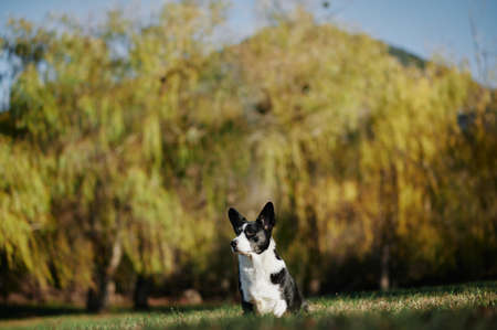 Cardigan welsh corgi is sitting at the autumn nature view. Happy breed dog outdoors. Little black and white shepherd dog.の写真素材