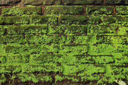 An old brick wall totally overgrown with green moss. A brickwork textureの写真素材
