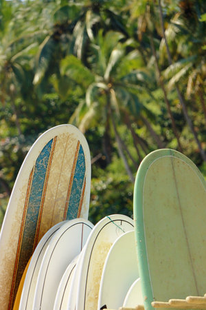 A row of surfboards for rent tropical jungle beach. Surfing rental copy space backgroundの写真素材