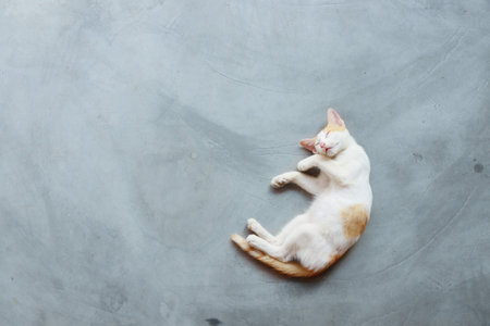 A young adolescent cat sleeping on the gray floor. A cute red-white kitten is laying on the gray backgroundの写真素材
