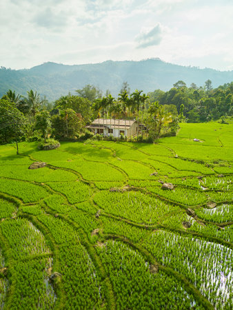 A house on the green rice paddy field in Sri Lanka. A countryside farmland landscapeの写真素材
