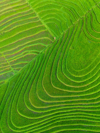 Lush Green Rice Terraces and Scenic Paddy Fields in Bali. Sustainable Agriculture, Countryside...