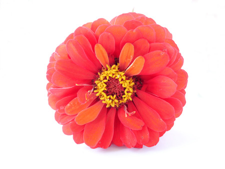 Still Life - Studio shot of a Zinniaの写真素材