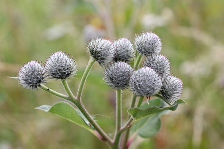 Thistle blossomの写真素材