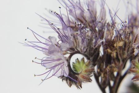 Phacelia Borage Family (Boraginaceae) forage crop for beesの写真素材