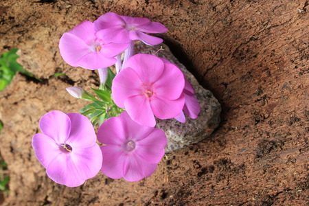 Still life Composing of Phloxの写真素材