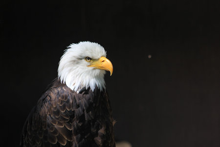 White-headed eagle heraldic bird of the United States of Americaの写真素材
