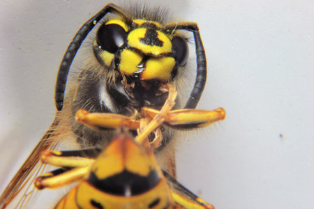 Close up of a waspの写真素材