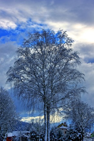 The magical world of the forest in colorful colorsの写真素材
