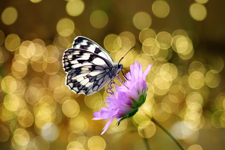 Butterfly on flower / butterflyare beautiful moths that make nature colorful and give us joy.の写真素材